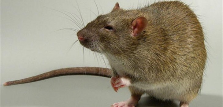 schlaue Ratte