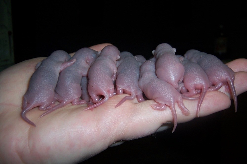 viele Ratten