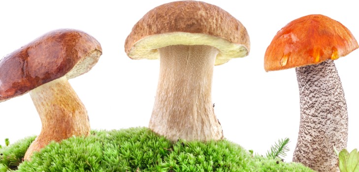 Pilze reinigen: praktische Tipps