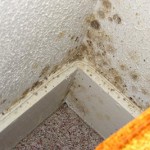 Wie kann man Schimmel loswerden? Wie kann man Schimmel loswerden?