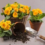 Wie man Blumen transplantiert