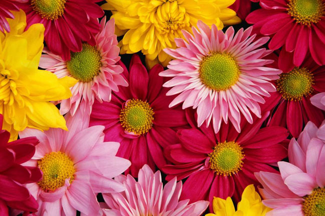 Wie hält man die Schnittblumen frisch?