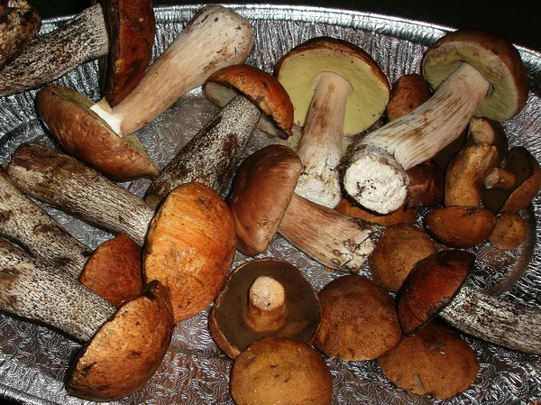 Welche Pilze können getrocknet werden
