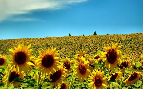 Was wird der Sommer sein?