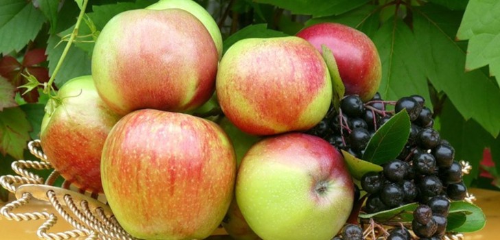 Schüttle den Apfelbaum nicht, solange er grün ist: Wann sollst du den Apfelretter feiern?