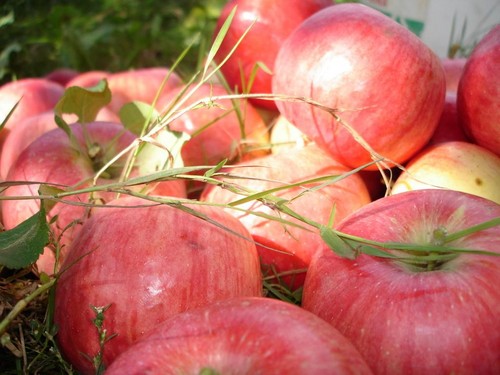 Schüttle den Apfelbaum nicht, solange er grün ist: Wann sollst du den Apfelretter feiern?