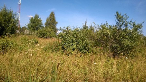 Und dennoch wird Sommer 2017 in Moskau und dem zentralen Streifen Russlands oder nicht
