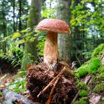 Falsche Pilze