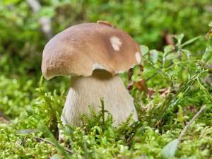 Weißer Pilz