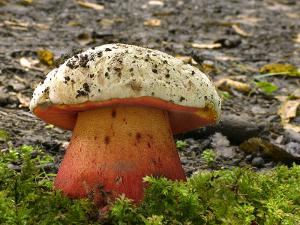 Satans Pilz