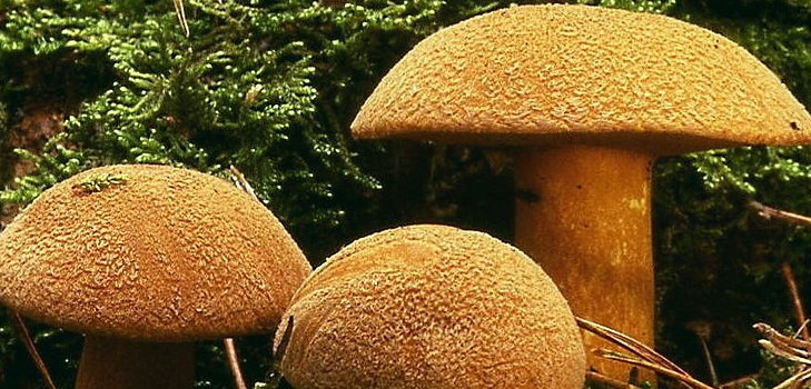 Pilzpilz: Beschreibungen und Vorsichtsmaßnahmen während der "ruhigen Jagd"