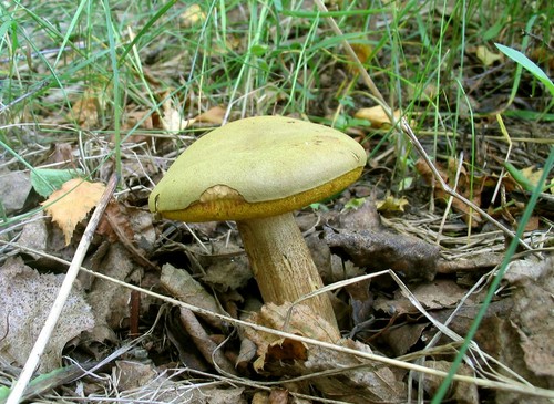 Pilzpilz: Beschreibungen und Vorsichtsmaßnahmen während der "ruhigen Jagd"