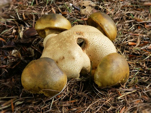 Pilzpilz: Beschreibungen und Vorsichtsmaßnahmen während der "ruhigen Jagd"