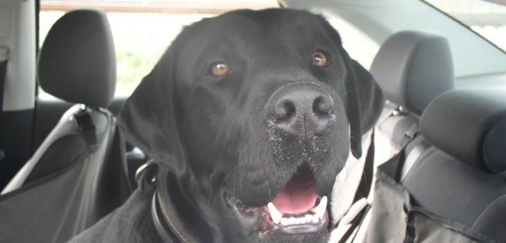 Wir fahren mit dem Auto mit dem Hund in die Krim