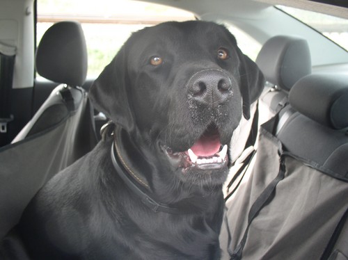 Wir fahren mit dem Auto mit dem Hund in die Krim