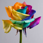 Ungewöhnliche Blumen - schillernde Rosen Ungewöhnliche Blumen - schillernde Rosen