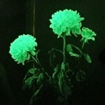 Ungewöhnliche Blumen - glühende Blumen