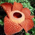 Ungewöhnliche Blumen - Rafflesia
