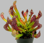 Ungewöhnliche Blumen - Sarracenia