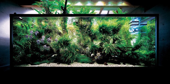 Ein Aquarium mit eigenen Händen machen