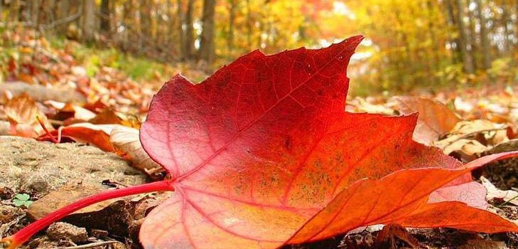 Lieder und Gedichte für den Herbstball für Schulkinder - das Beste, Modern, Schön und Kurz