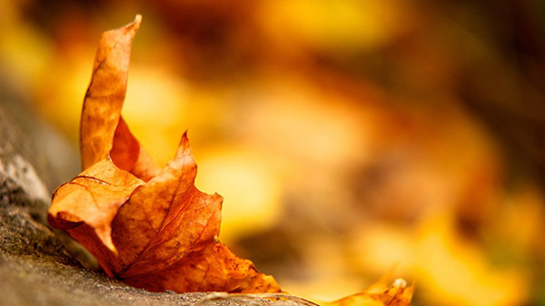 Wie wird das Wetter in Moskau und der Region Moskau im Oktober 2017 sein?