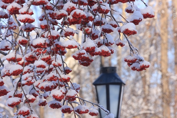 Wetter in St. Petersburg für Dezember 2016 und Neujahr - genaue Vorhersage vom Hydrometeorologischen Zentrum für St. Petersburg und das Leningrader Gebiet