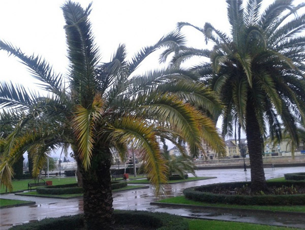 Das Wetter in Sotschi im Dezember 2016 - genaue Vorhersage der Wasser- und Lufttemperatur vom Hydrometeorologischen Zentrum