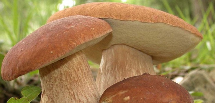 Essbare Pilze: Klassifizierung und Vorsichtsmaßnahmen