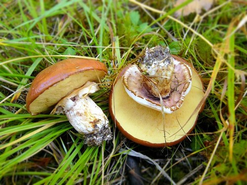 Essbare Pilze: Klassifizierung und Vorsichtsmaßnahmen