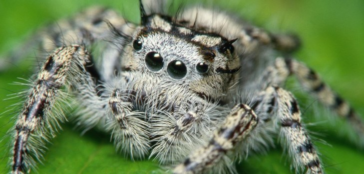 große Spinne