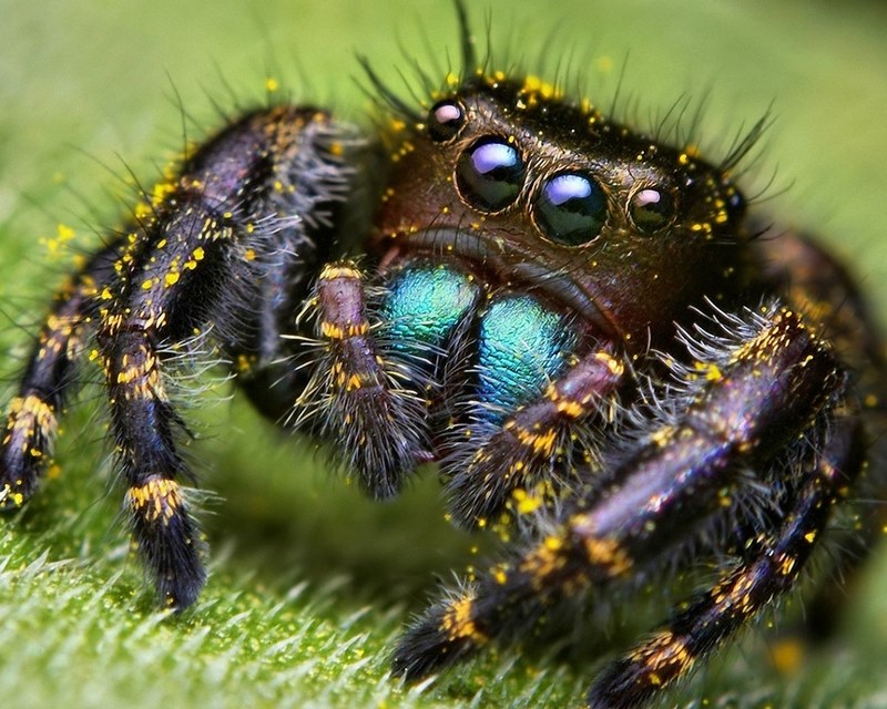 goggleäugige Spinne