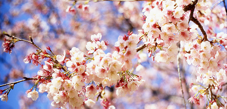 Gedichte über den Frühling russischer Dichter