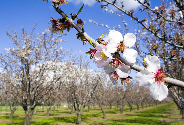 Gedichte über den Frühling russischer Dichter