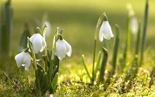 Gedichte über den Frühling russischer Dichter