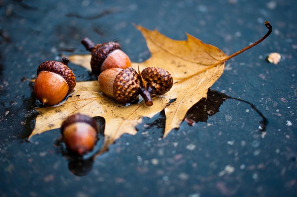 Kurze und schöne Gedichte über den Herbst für Kinder im Kindergarten und in der Schule