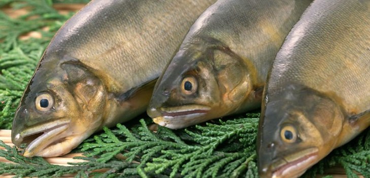 viele Fische