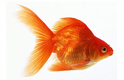 Goldfisch