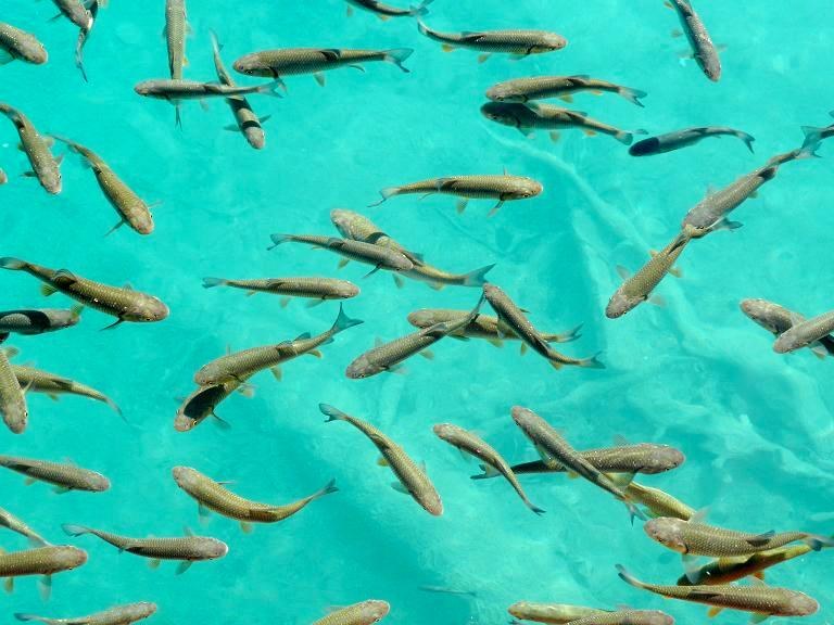 Fischschwarm