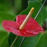 Anthurium Pflege zu Hause: Was ist, wenn Anthurium gelb wird?