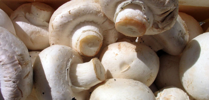 Wachsende Champignons im Haus
