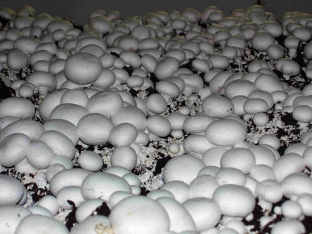 Wachsende Champignons im Haus