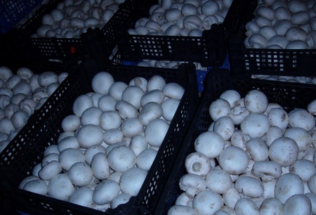 Wachsende Champignons im Haus