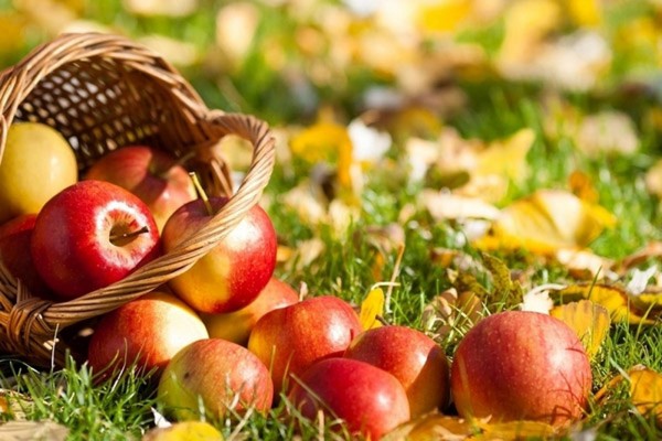 Apple Savior, Glückwünsche für SMS, kurz, lustig. Herzlichen Glückwunsch zum Apfelretter in Vers und Prosa Apple Savior, Glückwünsche für SMS, kurz, lustig. Herzlichen Glückwunsch zum Apfelretter in Vers und Prosa