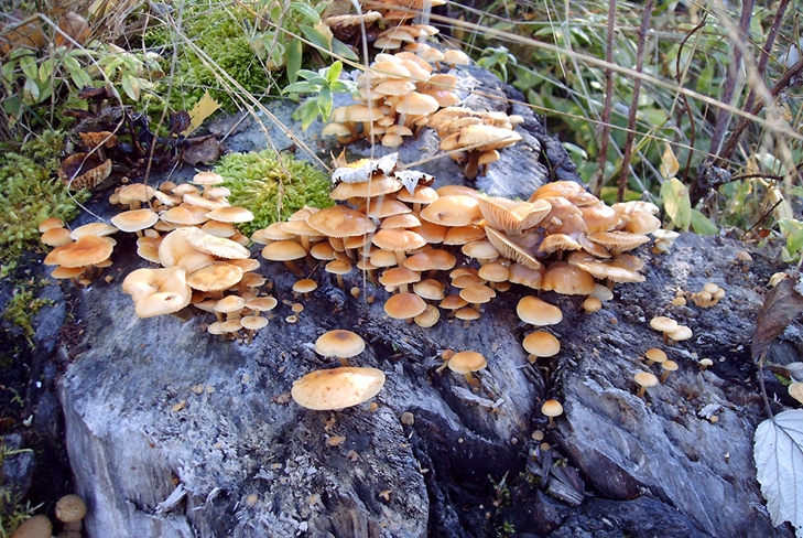 Giftige Pilze: falsche Honigpilze, Foto