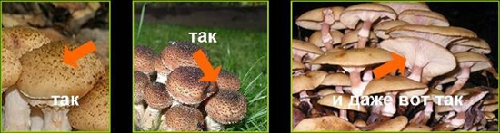 Giftige Pilze: falsche Honigpilze, Foto