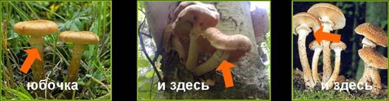 Giftige Pilze: falsche Honigpilze, Foto