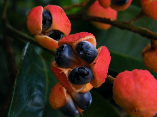 Früchte von Guarana