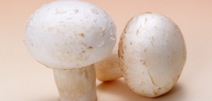 Pilze Champignons