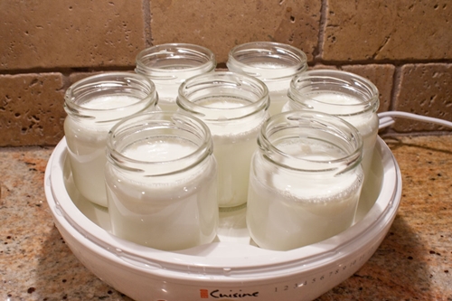 hausgemachter Joghurt in joghurtnitsa